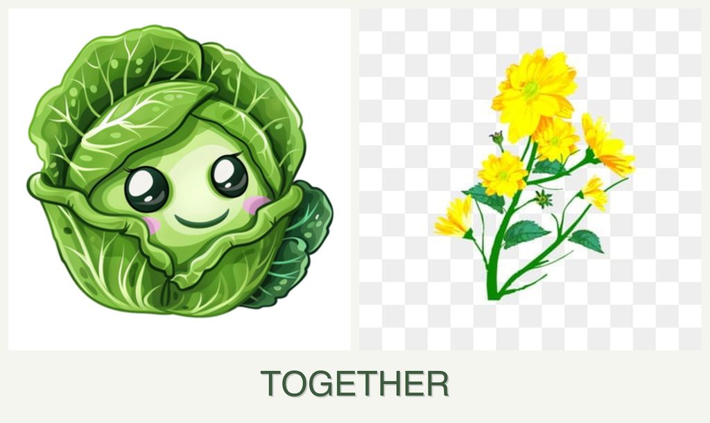 Can you plant cabbage and calendula together?