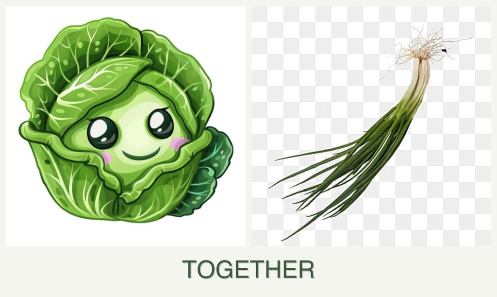 Can you plant cabbage and chives together?