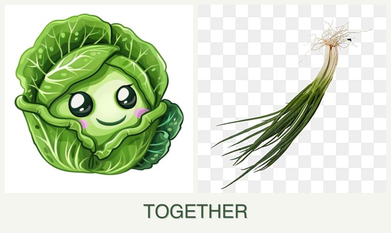 Can you plant cabbage and chives together?