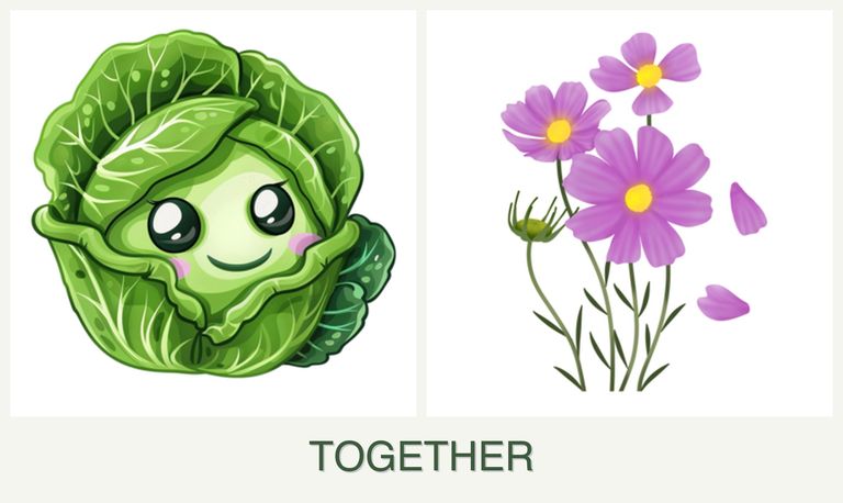 Can you plant cabbage and cosmos together?