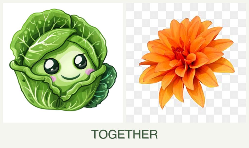 Can you plant cabbage and dahlias together?