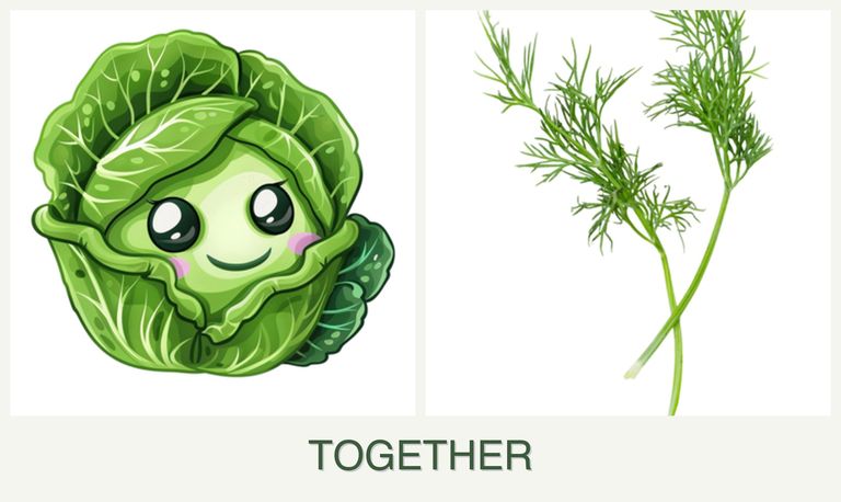 Can you plant cabbage and dill together?