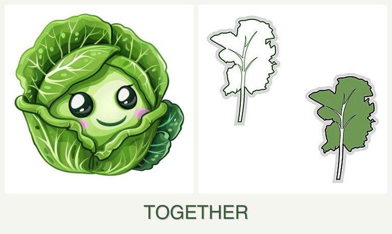 Can you plant cabbage and kale together?