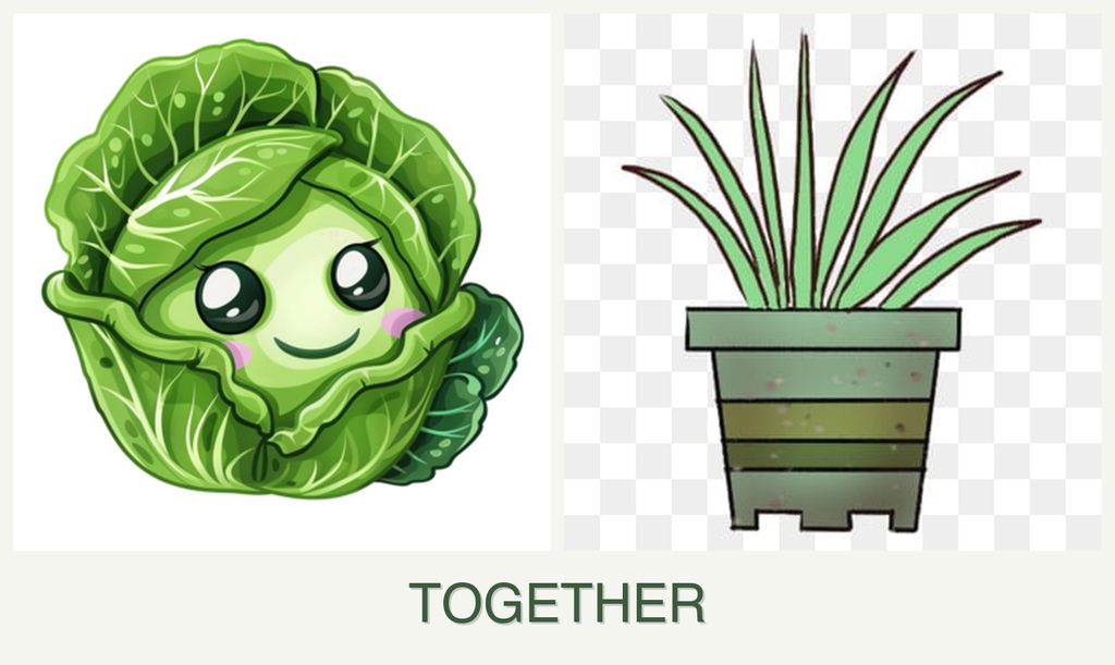 Can you plant cabbage and lemongrass together?