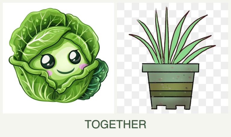 Can you plant cabbage and lemongrass together?
