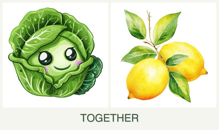 Can you plant cabbage and lemons together?