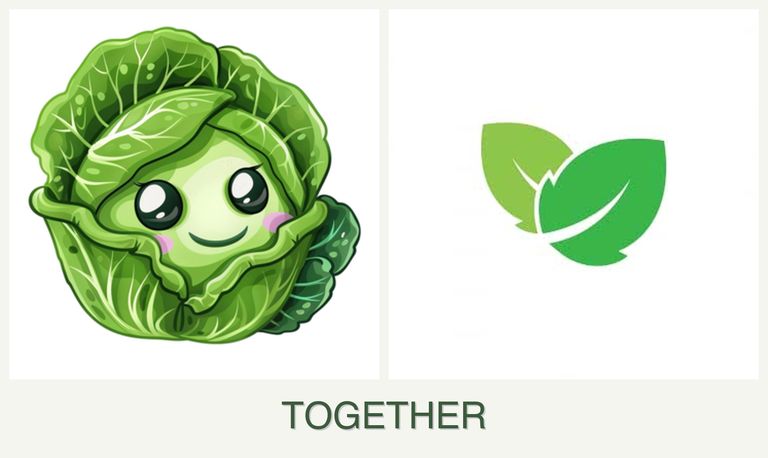 Can you plant cabbage and mint together?