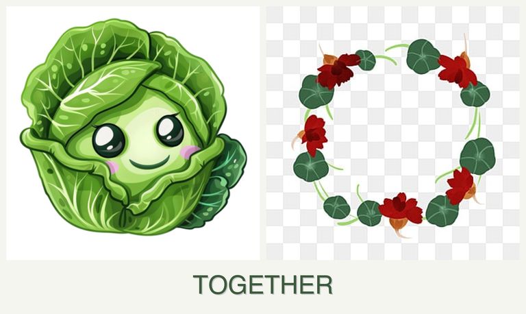 Can you plant cabbage and nasturtiums together?