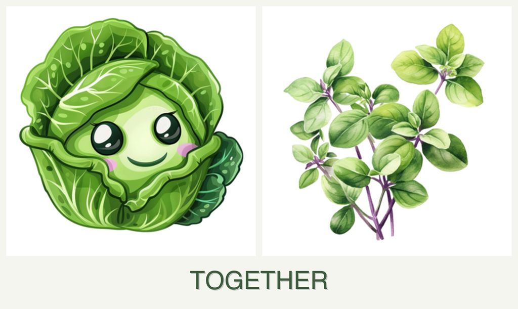 Can you plant cabbage and oregano together?