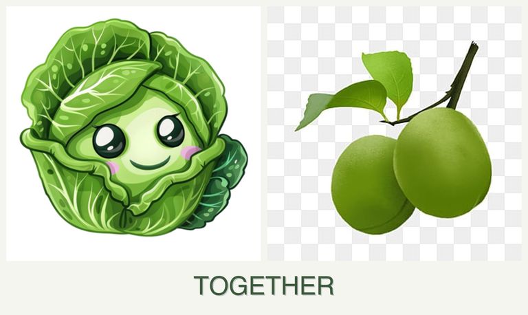 Can you plant cabbage and plums together?