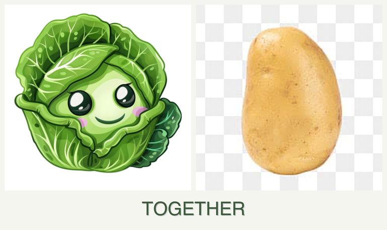 Can you plant cabbage and potatoes together?