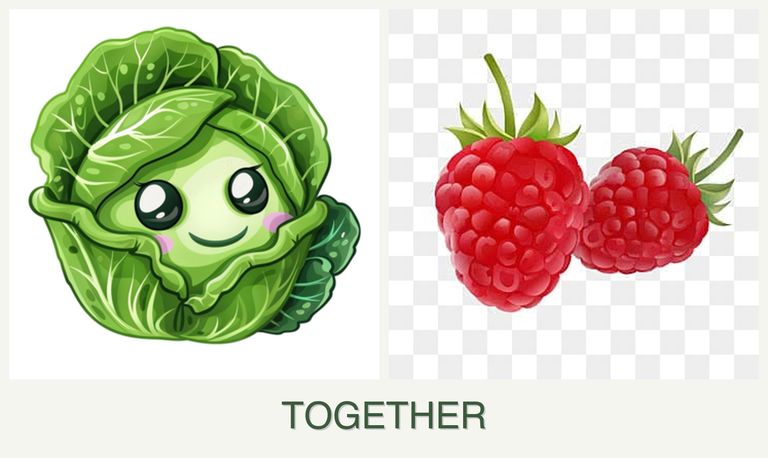 Can you plant cabbage and raspberries together?