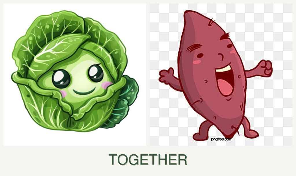 Can you plant cabbage and sweet potatoes together?