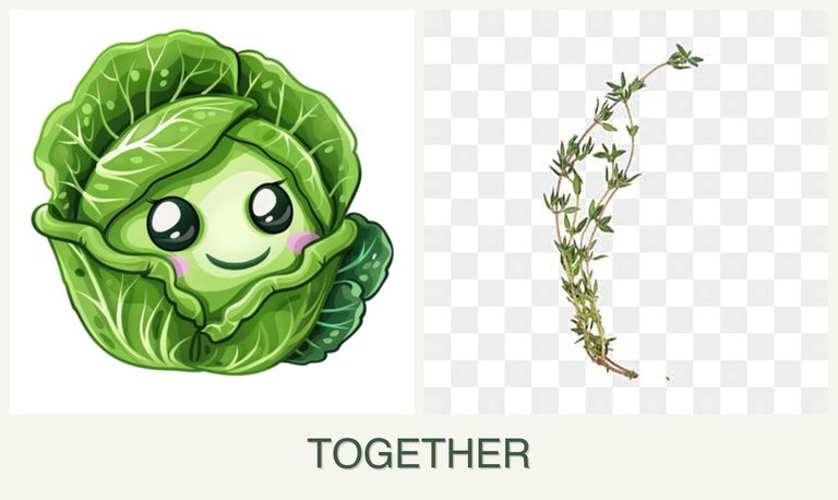 Can you plant cabbage and thyme together?