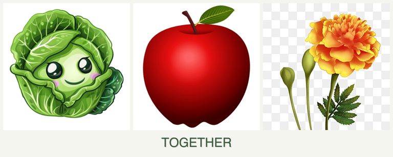 Can you plant cabbage, apples and marigolds together?