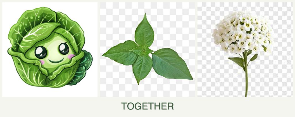 Can you plant cabbage, basil and alyssum together?
