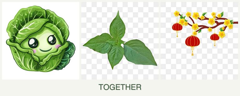 Can you plant cabbage, basil and apricots together?