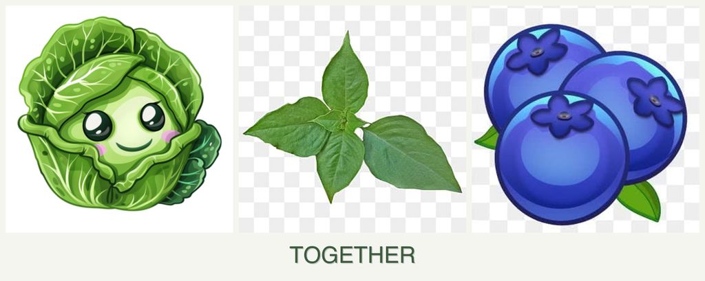 Can you plant cabbage, basil and blueberries together?