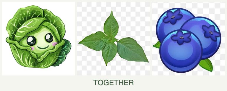 Can you plant cabbage, basil and blueberries together?
