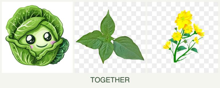 Can you plant cabbage, basil and calendula together?