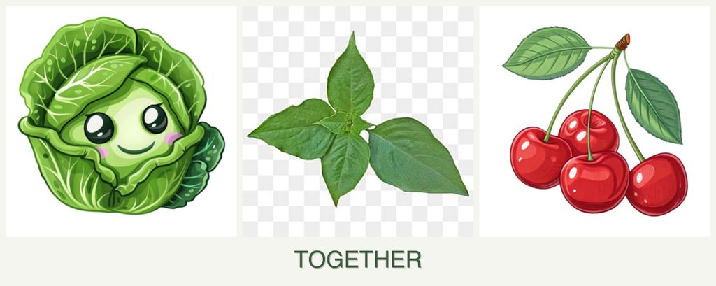Can you plant cabbage, basil and cherries together?