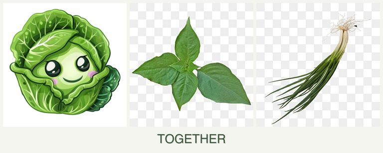 Can you plant cabbage, basil and chives together?