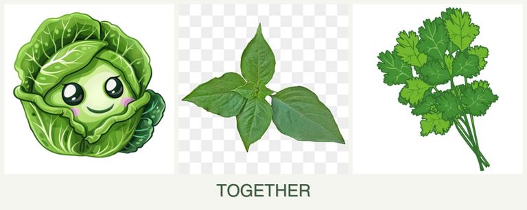 Can you plant cabbage, basil and cilantro together?