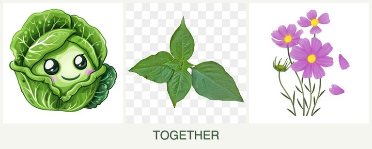 Can you plant cabbage, basil and cosmos together?