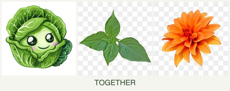 Can you plant cabbage, basil and dahlias together?