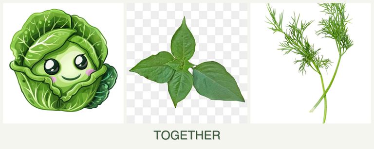 Can you plant cabbage, basil and dill together?