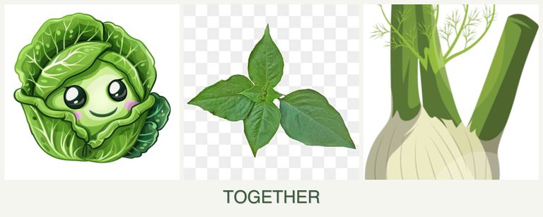Can you plant cabbage, basil and fennel together?