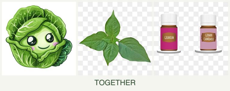 Can you plant cabbage, basil and geraniums together?