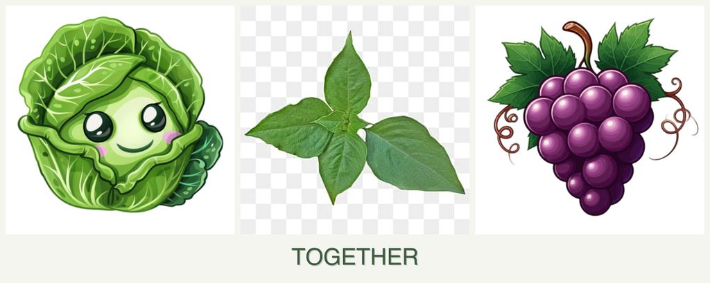 Can you plant cabbage, basil and grapes together?