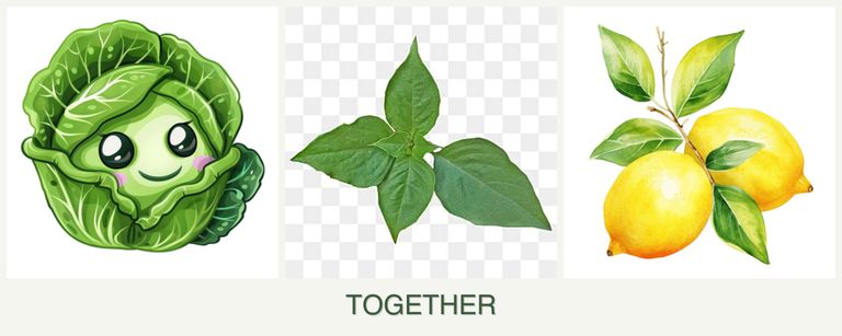 Can you plant cabbage, basil and lemons together?