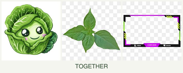 Can you plant cabbage, basil and limes together?
