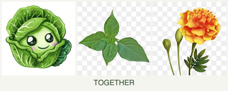 Can you plant cabbage, basil and marigolds together?