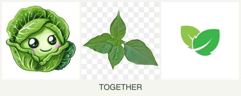 Can you plant cabbage, basil and mint together?