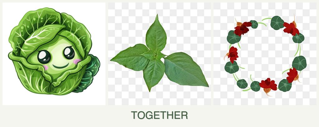 Can you plant cabbage, basil and nasturtiums together?