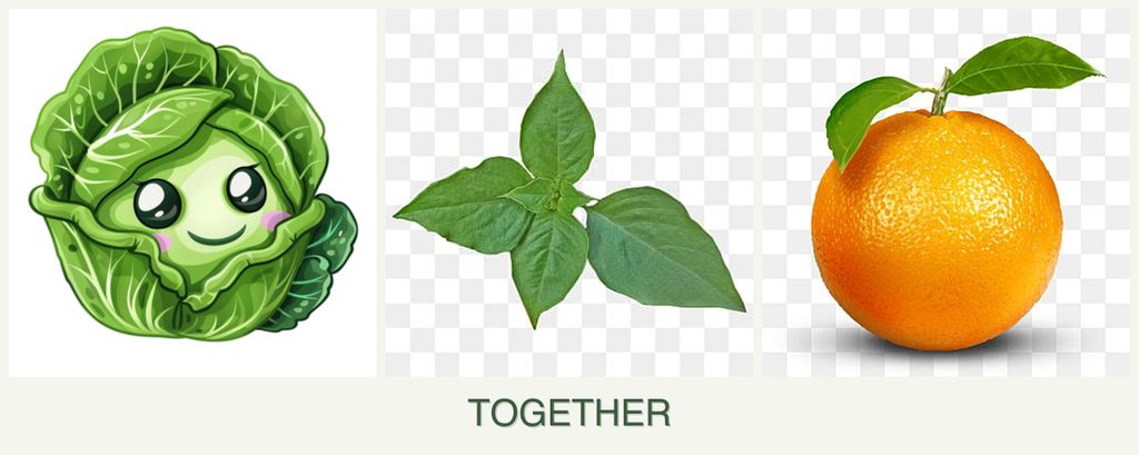 Can you plant cabbage, basil and oranges together?