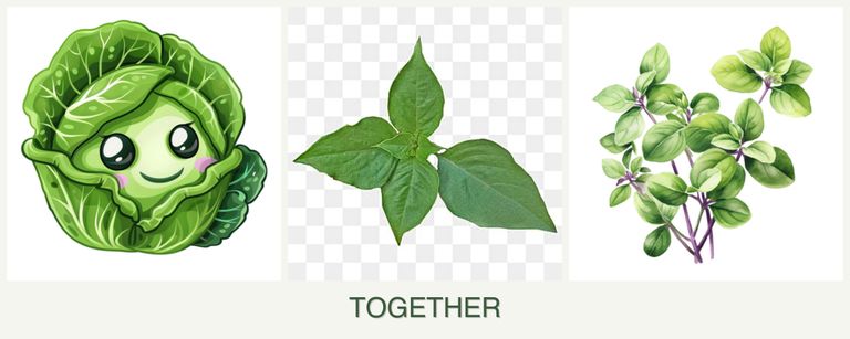 Can you plant cabbage, basil and oregano together?