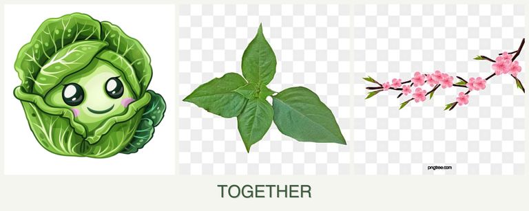 Can you plant cabbage, basil and peaches together?