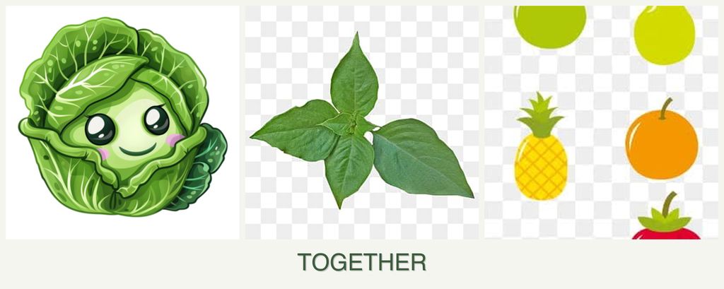 Can you plant cabbage, basil and pears together?
