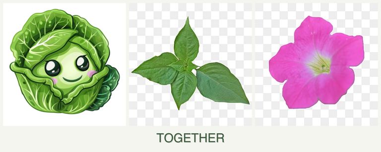 Can you plant cabbage, basil and petunias together?