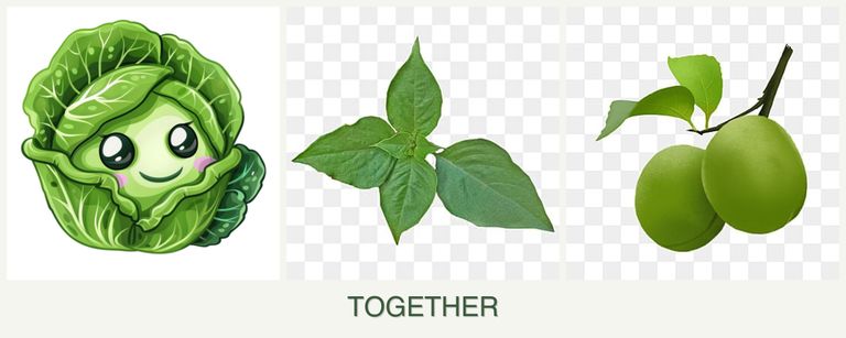 Can you plant cabbage, basil and plums together?