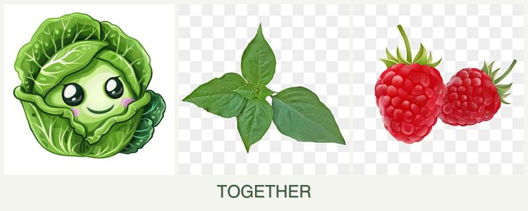 Can you plant cabbage, basil and raspberries together?