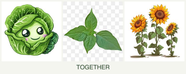 Can you plant cabbage, basil and sunflowers together?
