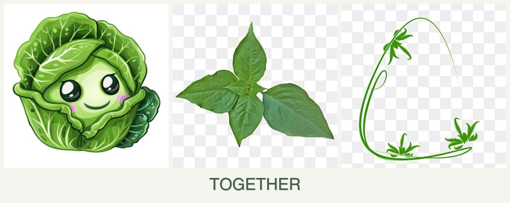 Can you plant cabbage, basil and tarragon together?