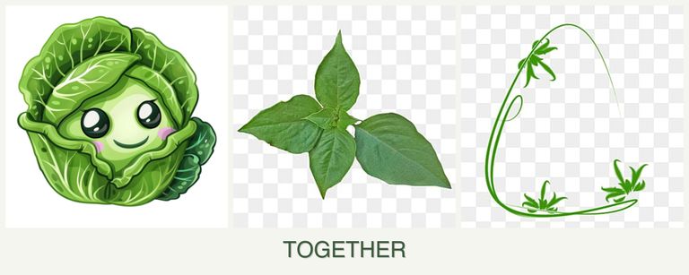 Can you plant cabbage, basil and tarragon together?