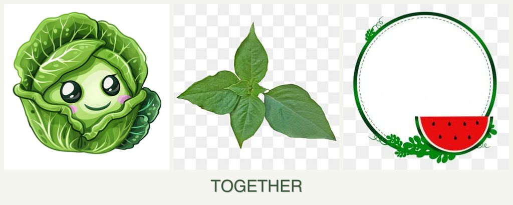 Can you plant cabbage, basil and watermelons together?