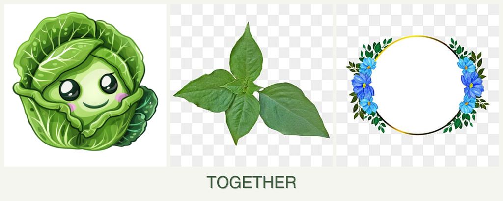 Can you plant cabbage, basil and zinnias together?